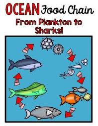Ocean Food Chain Ocean Food Chain Ocean Food Food Chain