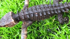 Find out the advantages and disadvantages of having a reptile as a pet. Etika Protiv Volje Sah Top 10 Lizard Pets Goldstandardsounds Com