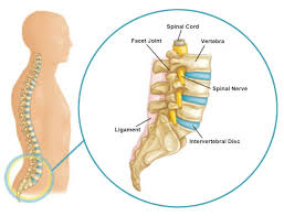 Spinalcyte Llc Announces Final Results From Phase Ii Animal Trials Using Human Dermal Fibroblast Transplantation For Intervertebral Disc Degeneration Cervical Spinal Stenosis Spinal Stenosis Stenosis