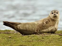 Discoid lupus can manifest anywhere on a persons' skin, and can lead to scarring and hair loss in some cases. Seal Spotting In Christchurch Highlights Need To Document Sightings Say Wildlife Trust Bournemouth Echo