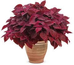 Image result for Coleus sylvestris