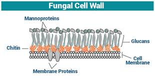 The cell wall is a rigid and protective layer around the plasma membrane which provides mechanical support to the cell. In Which Organisms Is A Non Cellulose Cell Wall Present Quora