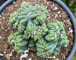Image result for Senecio forbesii