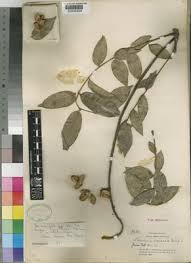 Image result for Bersama abyssinica