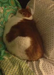 Caes E Gatos Mais Fofos Do Mundo Os Gatos Gordos Mais Fofos Do Mundo Gatos Gordos Engracados Gato Gordo Caes Gordos