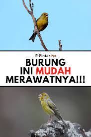 Cara Merawat Burung Kenari Yang Mudah Dilakukan Burung Kenari Burung Kecil