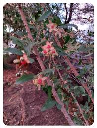 Image result for Ochna inermis