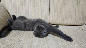 En Iyi Kedi Mamasi