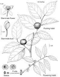 Image result for Drypetes sclerophylla