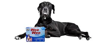 How to get a puppy to use a puppy pad. Training Adult Dog To Use Wee Wee Pads
