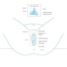 The female part, for venting and leakage of glue when filling the void with glue, distinguished in that blocking part (19) which can be moved in relation to the female part (13) between an idle position. Female Sexual Anatomy Vulva Vagina And Breasts
