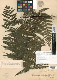 Image result for Blotiella natalensis