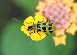 The food scraps can include orange shells, tiny pieces of potato, grated cheese, and strawberries. Cucumber Beetles How To Get Rid Of Cucumber Beetles In The Garden The Old Farmer S Almanac