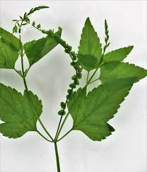 Image result for Priva flabelliformis