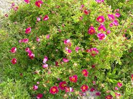 Rosa Spinosissima Hybride Single Cherry Ist Sehr Robust Und Wachst Auch Unter Schwierigen Bedingungen Zu Einem Ko Rankgitter Rosenzuchter Sonderanfertigungen