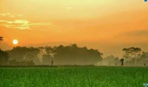 Oil painting arts my life and my greatest passion nothing. Lukisan Pemandangan Sawah Padi Pada Waktu Pagi Cikimm Com