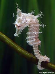 Dwarf Seahorse Hippocampus Zosterae While There Are Smaller Seahorses The Actual Common Name Is Dwarf Sea Beautiful Sea Creatures Seahorse Ocean Creatures