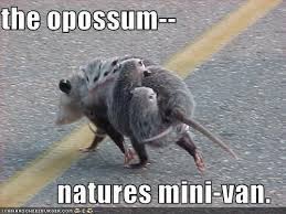 It is very easy to aspirate a baby, which can be fatal. Opossum Facts