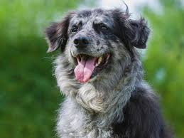 (altdeutscher hütehund , männlich) von einer pflegestelle in nidda/hessen sucht ein zuhause. Puzzle Tiger Ein Altdeutscher Hutehund 1000 Teile Foto Puzzle