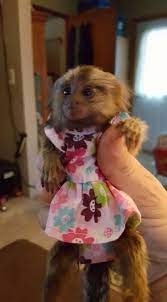 The most common monkey for baby material is cotton. Pet Baby Monkey For Sale Pet S Gallery