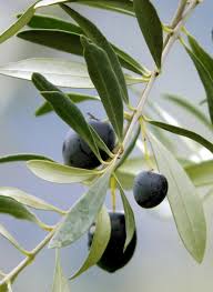 Natürlich tut auch einem olivenbaum ein professioneller. Olivenbaum Olea Europaea Bild 8 Schoner Wohnen