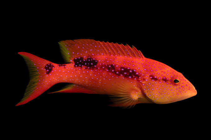Yellow-Edged Lyretail Grouper (Variola louti) - Joel Sartore