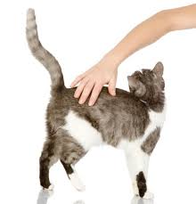 Why do cats wag their tails? Why Do Cats Raise Their Tail When Being Petted