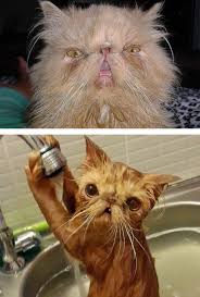 We did not find results for: 63 Hilarious Animals Before And After A Bath Bored Panda