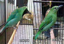 Perkutut termahal dan legendaris harga rp 3,5 miliar. Ciri Ciri Perbedaan Cucak Ijo Jantan Dan Betina Pinhome
