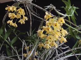 Image result for Ocimum fimbriatum