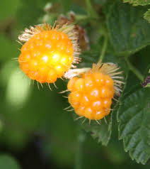 Image result for Rubus runssorensis