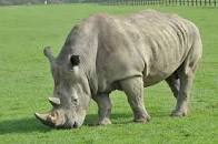 Image result for Images Animal Park
