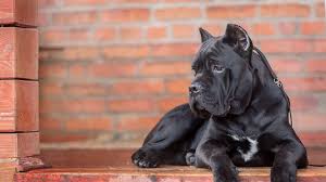 The general conformation is that of a mesomorphic animal whose body is longer than the height at the withers, harmonious as. Cane Corso Wallpapers Wallpaper Cave