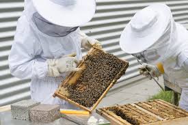 It just so happens that capturing a leafcutting bee cutting a leaf was one of my photographic goals for the year. Beekeeping A Beginners Guide To Success Smart Farming Hub