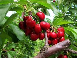 Tips For Cherry Picking Season In Brentwood California Listen to cherry picking by black top on deezer. tips for cherry picking season in