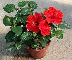 Collie mullens rose of sharon. Rudraksha Gudhal Live Plant à¤— à¤¡à¤¹à¤² Hibiscus Flower Hibiscus Rosa Sinensis Hibiscus Amazon In Garden Outdoors