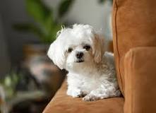 Image result