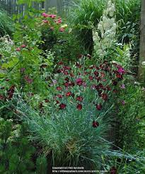 Photo Of The Entire Plant Of Hardy Carnation Dianthus Caryophyllus King Of The Blacks Posted By Chelle All Things Carnation Plants Plants Landscaping Tips