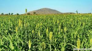 Fields Al Dinder Sennar حقول الدندر سنار By Gzali Sudan Dinder Sennar Sudan Photo Chad