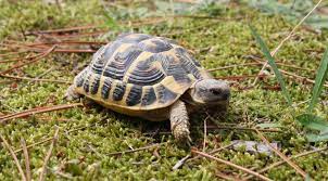Fraglich ist, wie eulen es mit dem. Wie Bringt Man Schildkroten Am Besten Durch Den Winterschlaf