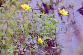 Image result for Bidens baumii