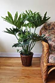 Think Big Philodendron House Plants Trees To Plant