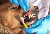 Check spelling or type a new query. How To Remove Dog Teeth Tartar And Plaque Pedigree