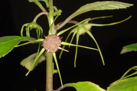 Image result for Dorstenia benguellensis