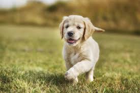 Golden Retriever Puppies For Sale Why You Need This Breed Furry Babies
