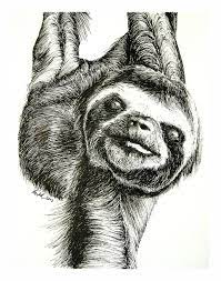 Sloth Sloth Sloth Drawing Baby Sloth