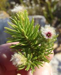 Image result for Eriospermum mackenii