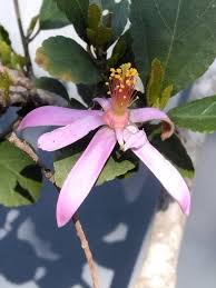 Image result for Grewia schinzii