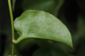 Image result for Basellaceae