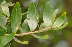 Image result for Olinia rochetiana